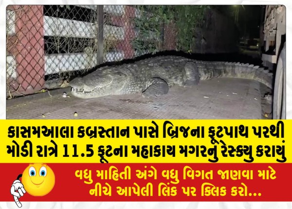 MailVadodara.com - An-11-5-foot-giant-crocodile-was-rescued-late-at-night-from-the-footpath-of-a-bridge-near-Kasmaala-graveyard