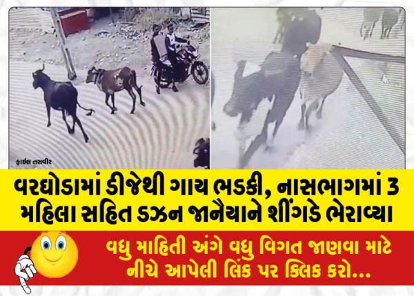 MailVadodara.com - A-cow-was-attacked-by-a-DJ-in-Varghoda-a-dozen-criminals-including-3-women-were-killed-in-the-stampede