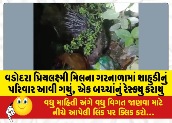 MailVadodara.com - A-porcupine-family-arrived-in-the-drain-of-Vadodara-Priyalakshmi-Mill-one-of-the-cubs-was-rescued