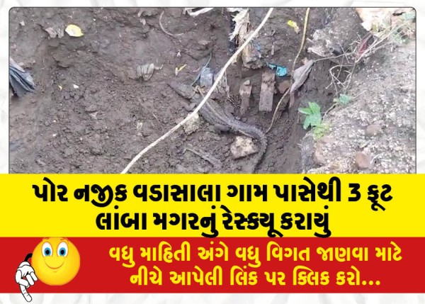 MailVadodara.com - 3-foot-long-crocodile-rescued-from-Vadasala-village-near-Por