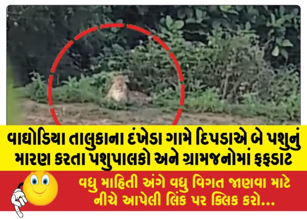 MailVadodara.com - A-leopard-killed-two-cattle-in-Dankheda-village-of-Waghodia-taluka-causing-a-stir-among-cattle-farmers-and-villagers