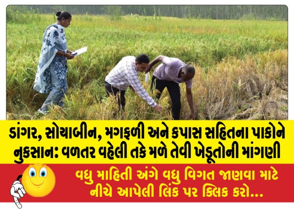 MailVadodara.com - Damage-to-crops-including-paddy-soybean-groundnut-and-cotton-Farmers-demand-early-compensation