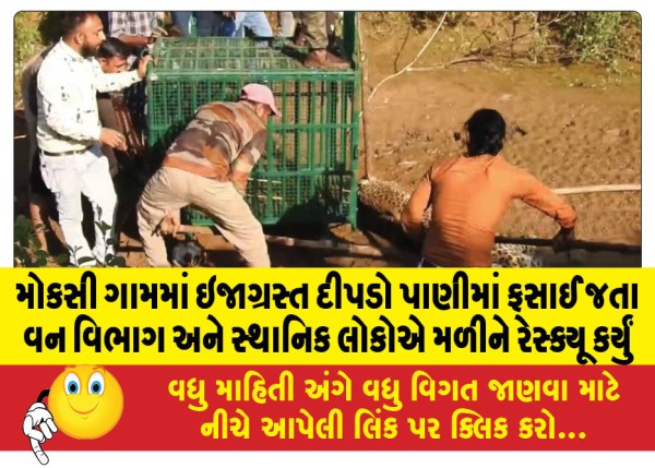 MailVadodara.com - Injured-leopard-trapped-in-water-in-Moksi-village-forest-department-and-locals-rescue-it-together