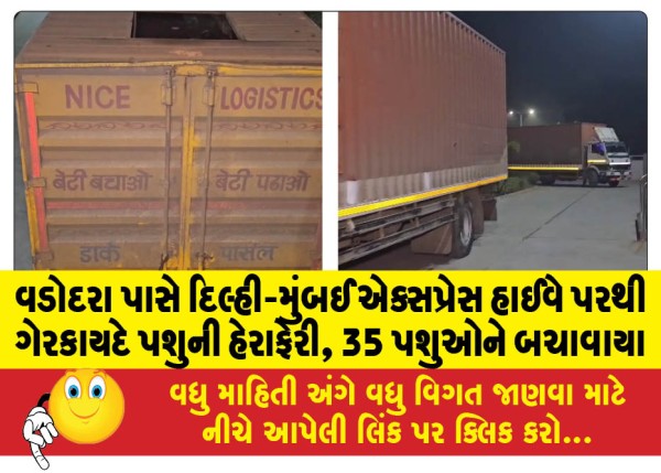 MailVadodara.com - Illegal-cattle-smuggling-on-Delhi-Mumbai-Express-Highway-near-Vadodara-35-cattle-rescued