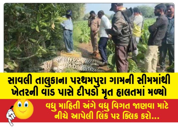 MailVadodara.com - A-leopard-was-found-dead-near-a-farm-fence-in-the-outskirts-of-Parthampura-village-in-Savli-taluka