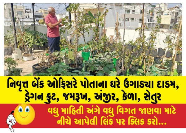 MailVadodara.com - Retired-bank-officer-grows-pomegranate-dragon-fruit-jamrukh-fig-banana-and-setur-at-his-home
