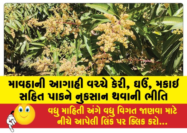 MailVadodara.com - Fear-of-damage-to-crops-including-mango-wheat-corn-amid-forecast-of-monsoon