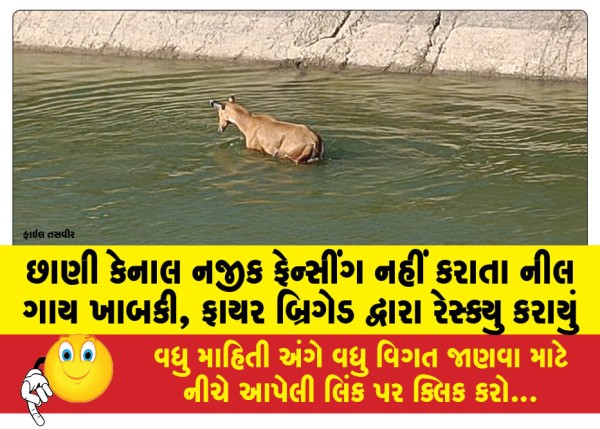 MailVadodara.com - Neel-cow-drowned-due-to-lack-of-fencing-near-Chhani-Canal-rescued-by-fire-brigade