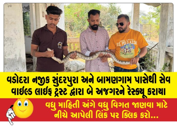 MailVadodara.com - Two-pythons-rescued-by-Save-Wildlife-Trust-from-Sundarpura-and-Bamangam-near-Vadodara