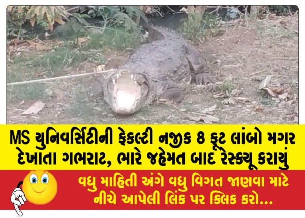 MailVadodara.com - Panic-as-8-foot-long-crocodile-spotted-near-MS-University-faculty-rescued-after-great-effort