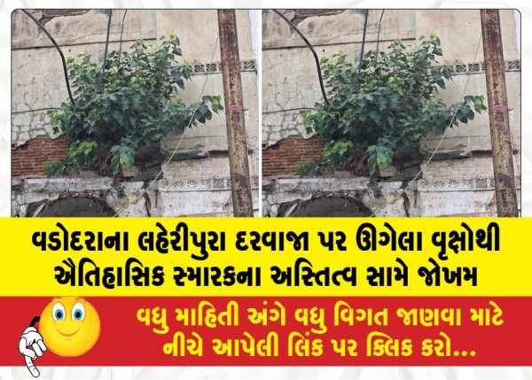 MailVadodara.com - Trees-growing-on-Vadodaras-Laharipura-Gate-pose-a-threat-to-the-existence-of-the-historical-monument