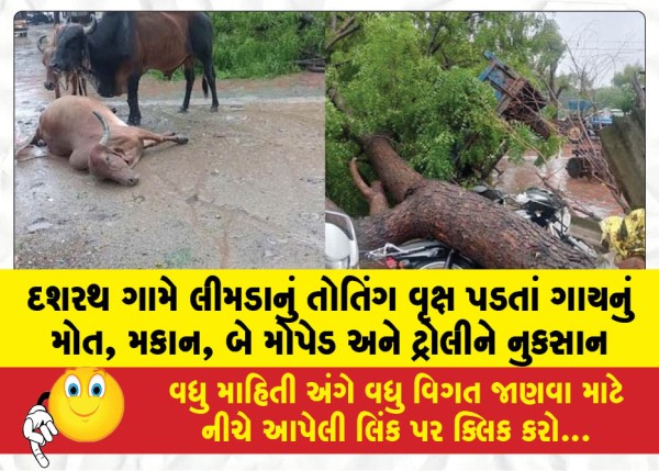 MailVadodara.com - Cow-dies-and-house-two-mopeds-and-a-trolley-are-damaged-after-a-massive-neem-tree-falls-in-Dashrath-village