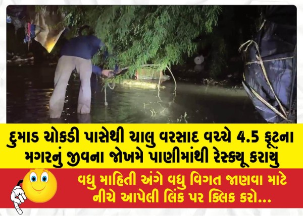 MailVadodara.com - A-4-5-foot-long-crocodile-was-rescued-from-the-water-near-Dumad-Chowkdi-at-great-personal-risk-amidst-ongoing-rain