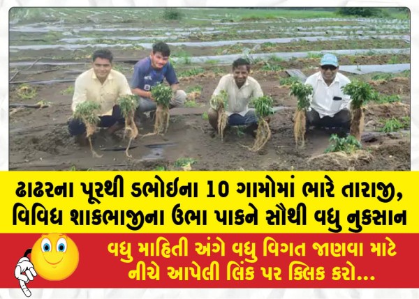 MailVadodara.com - Severe-devastation-in-10-villages-of-Dabhoi-due-to-the-Dhadhar-river-floods-standing-crops-of-various-vegetables-suffered-the-most-damage