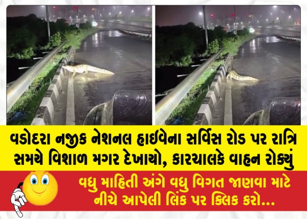 MailVadodara.com - A-huge-crocodile-was-spotted-at-night-on-the-service-road-of-the-National-Highway-near-Vadodara-a-car-driver-stopped-the-vehicle