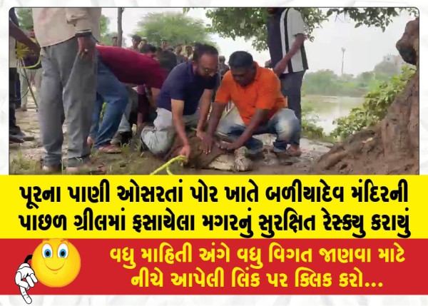 MailVadodara.com - A-crocodile-trapped-in-the-grille-behind-the-Baliyadev-Temple-at-Por-was-safely-rescued-after-the-floodwaters-receded