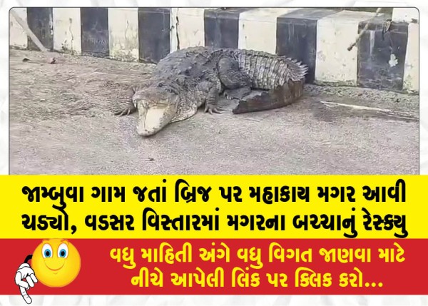 MailVadodara.com - A-massive-crocodile-climbed-onto-the-bridge-on-the-way-to-Jambuva-village-a-crocodile-hatchling-was-rescued-in-the-Vadsar-area