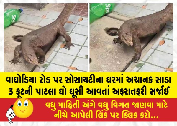 વાઘોડિયા રોડ પર સોસાયટીના ઘરમાં અચાનક સાડા 3 ફૂટની પાટલા ઘો ઘૂસી આવતાં અફરાતફરી સર્જાઈ