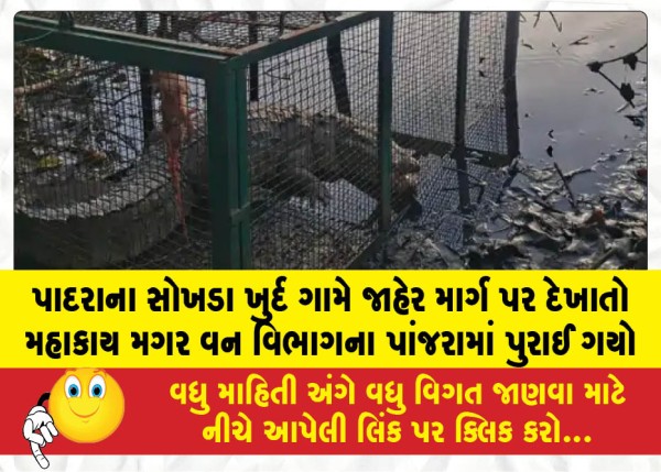MailVadodara.com - A-massive-crocodile-spotted-on-a-public-road-in-Sokhada-Khurd-village-Padra-has-been-captured-in-a-Forest-Department-cage