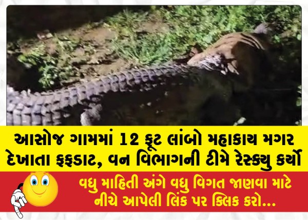 MailVadodara.com - Panic-in-Asoj-village-after-a-massive-12-foot-long-crocodile-was-spotted-Forest-Department-team-carried-out-a-rescue-operation