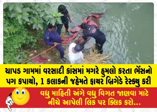 MailVadodara.com - A-buffalo-lost-its-leg-after-being-attacked-by-a-crocodile-in-a-rainwater-drain-in-Chapad-village-the-fire-brigade-rescued-it-after-an-hour-long-effort