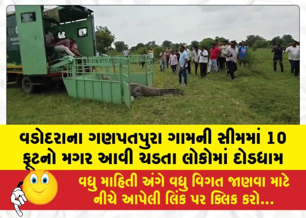 વડોદરાના ગણપતપુરા ગામની સીમમાં 10 ફૂટનો મગર આવી ચડતા લોકોમાં દોડધામ