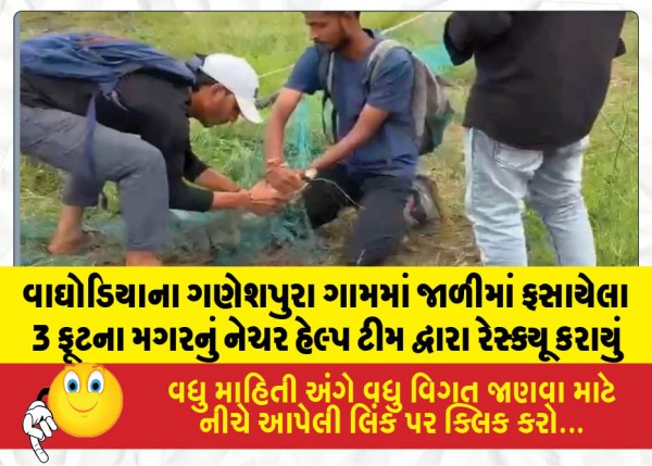 MailVadodara.com - A-3-foot-long-crocodile-trapped-in-a-mesh-was-rescued-by-the-Nature-Help-Team-in-Ganeshpura-village-Waghodia