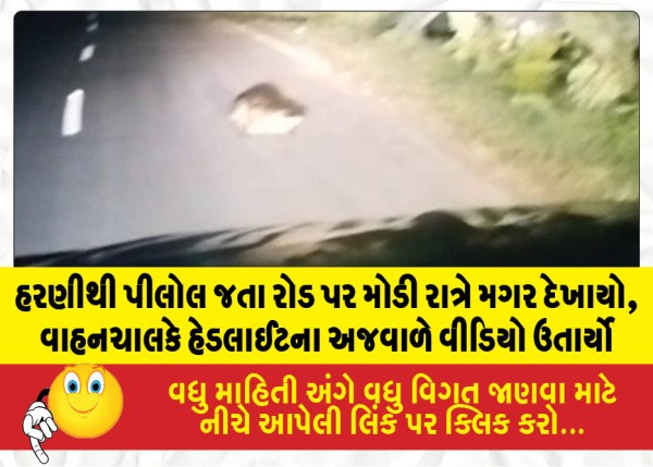 હરણીથી પીલોલ જતા રોડ પર મોડી રાત્રે મગર દેખાયો, વાહનચાલકે હેડલાઈટના અજવાળે વીડિયો ઉતાર્યો