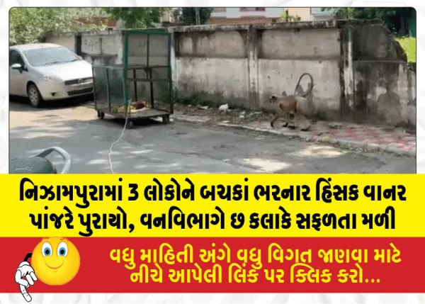 નિઝામપુરામાં 3 લોકોને બચકાં ભરનાર હિંસક વાનર પાંજરે પુરાયો, વનવિભાગે છ કલાકે સફળતા મળી