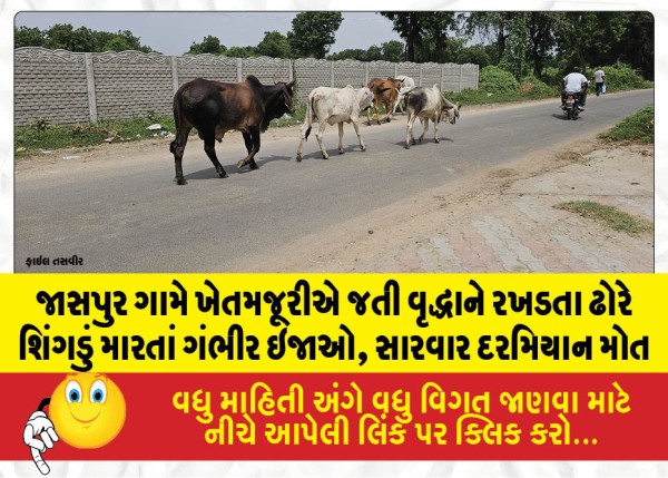 MailVadodara.com - Elderly-woman-working-as-a-farm-laborer-in-Jaspur-village-sustains-serious-injuries-after-being-gored-by-a-stray-animal-dies-during-treatment