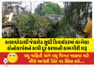કાલાઘોડાથી જેલરોડ સુધી ડિવાઇડરમાં લાગેલા કોનોકાર્પસને કાપી દૂર કરવાની કામગીરી શરૂ