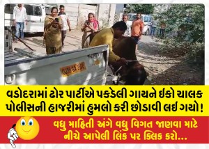વડોદરામાં ઢોર પાર્ટીએ પકડેલી ગાયને ઇકો ચાલક પોલીસની હાજરીમાં હુમલો કરી છોડાવીને લઇ ગયો!