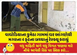 વાઘોડિયાના કુમેઠા ગામમાં ઘર આંગણેથી મગરના 4 ફૂટના બચ્ચાનું રેસ્ક્યૂ કરાયું