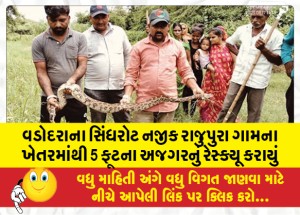 વડોદરાના સિંધરોટ નજીક રાજુપુરા ગામના ખેતરમાંથી 5 ફૂટના અજગરનું રેસ્ક્યૂ કરાયું