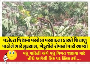 વડોદરા જિલ્લામાં વરસેલા વરસાદના કારણે શિયાળુ પાકોને ભારે નુકસાન, ખેડૂતોને રોવાનો વારો આવ્યો
