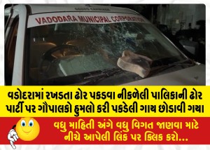 વડોદરામાં રખડતા ઢોર પકડવા નીકળેલી પાલિકાની ઢોર પાર્ટી પર ગૌપાલકો હુમલો કરી પકડેલી ગાય છોડાવી ગયા