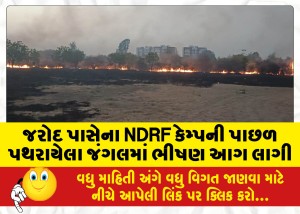 જરોદ પાસેના NDRF કેમ્પની પાછળ પથરાયેલા જંગલમાં ભીષણ આગ લાગી