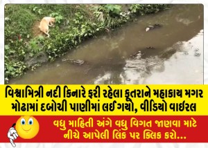 વિશ્વામિત્રી નદી કિનારે ફરી રહેલા કૂતરાને મહાકાય મગર મોઢામાં દબોચી પાણીમાં લઈ ગયો