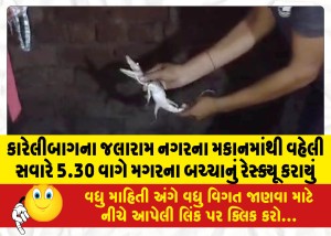 કારેલીબાગના જલારામ નગરના મકાનમાંથી વહેલી સવારે 5.30 વાગે મગરના બચ્ચાનું રેસ્ક્યૂ કરાયું