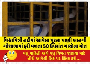 વિશ્વામિત્રી નદીમાં આવેલા પૂરના પાણી ખાનગી ગૌશાળામાં ફરી વળતા 50 ઉપરાંત ગાયોના મોત