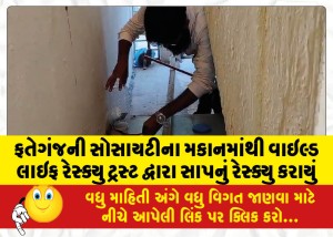 ફતેગંજની સોસાયટીના મકાનમાંથી વાઇલ્ડ લાઇફ રેસ્ક્યુ ટ્રસ્ટ દ્વારા સાપનું રેસ્ક્યુ કરાયું