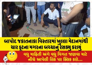 બાપોદ જકાતનાકા વિસ્તારમાં ખુલ્લા મેદાનમાંથી ચાર ફૂટના મગરના બચ્ચાનું રેસક્યુ કરાયું