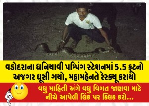 વડોદરાના ધનિયાવી પમ્પિંગ સ્ટેશનમાં 5.5 ફૂટનો અજગર ઘૂસી ગયો, મહામહેનતે રેસ્ક્યૂ કરાયો