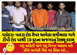 વડોદરા-પાદરા રોડ ઉપર આવેલા સમીયાલા ગામે ટીપી રોડ પરથી 10 ફૂટના અજગરનું રેસ્ક્યૂ કરાયું