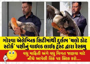 ગોરવા એલેમ્બિક સિટીમાંથી દુર્લભ `યલો ડોટ સ્ટોર્ક' પક્ષીનું વાઇલ્ડ લાઇફ ટ્રસ્ટ દ્વારા રેસ્ક્યુ