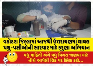 વડોદરા જિલ્લામાં આજથી ઉત્તરાયણમાં ઘાયલ પશુ-પક્ષીઓની સારવાર માટે કરુણા અભિયાન