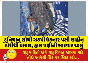 દુનિયાનું સૌથી ઝડપી ઉડનાર પક્ષી શાહીન દોરીથી ઘાયલ, હાલ પક્ષીની સારવાર ચાલું