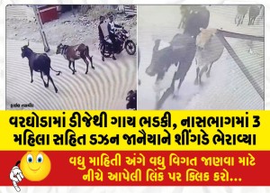 વરઘોડામાં ડીજેથી ગાય ભડકી, નાસભાગમાં 3 મહિલા સહિત ડઝન જાનૈયાને શીંગડે ભેરાવ્યા