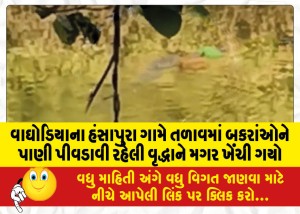 વાઘોડિયાના હંસાપુરા ગામે તળાવમાં બકરાંઓને પાણી પીવડાવી રહેલી વૃદ્ધાને મગર ખેંચી ગયો