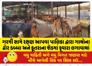 MailVadodara.com - To-protect-against-the-heat-the-municipality-installed-fountains-in-cow-sheds-and-dog-sheds